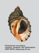 Plicopurpura columellaris (3)